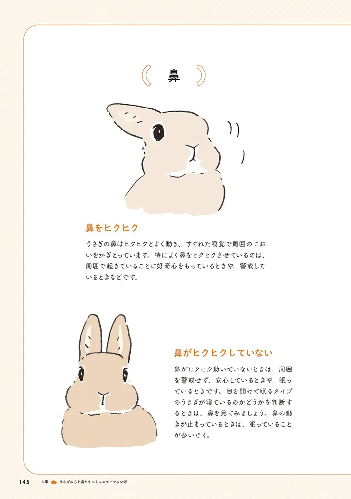 rep145　うさぎ
