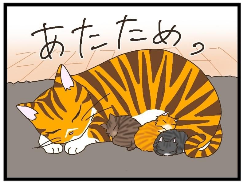 ねこねこネットワーク！ 岩場へ集合！」ねこねこネットワーク（NNN）発動 猫集会 - YouTube