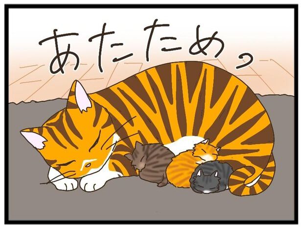 目が覚めなかったらどうしよう」衰弱して意識を失っていた子猫を