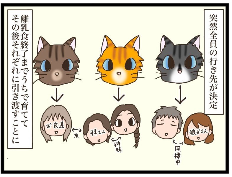 離乳食がはじまった子猫たち。全員里親が決まり、別れの時が