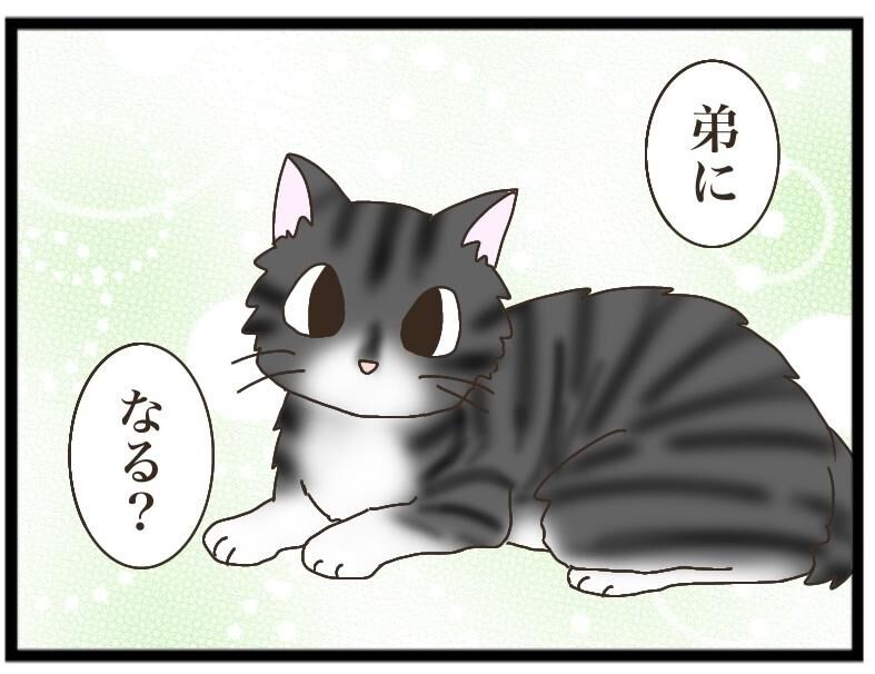 ねこねこネットワーク！ 岩場へ集合！」ねこねこネットワーク（NNN）発動 猫集会 - YouTube