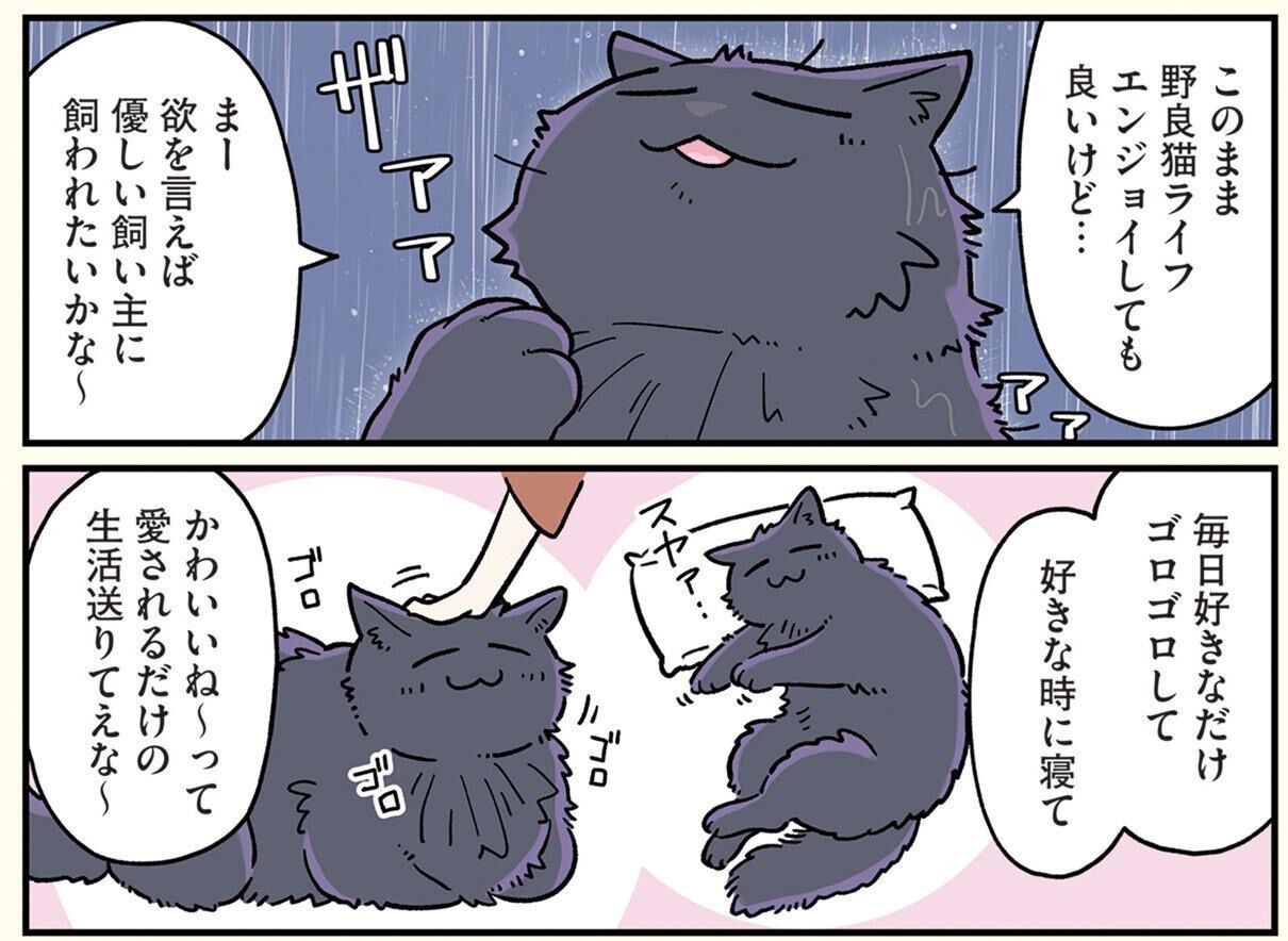ブラック企業で働く会社員が黒猫に!? 悠々自適な“家猫ライフ”を手に