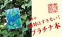 ダ・ヴィンチ編集部が選んだ「今月のプラチナ本」は、木内昇『奇のくに風土記』