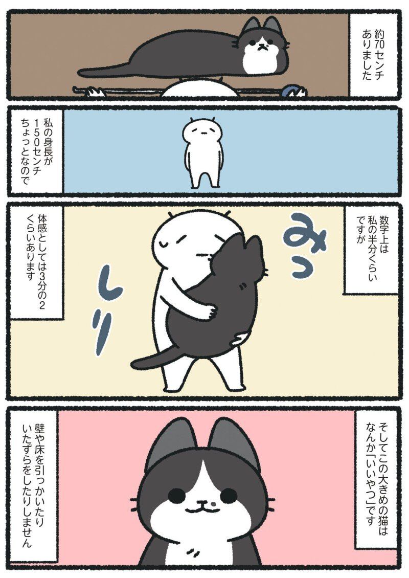 じっと見つめて表情だけで伝えてくる猫。全長70cm！ 大きくて穏やかな