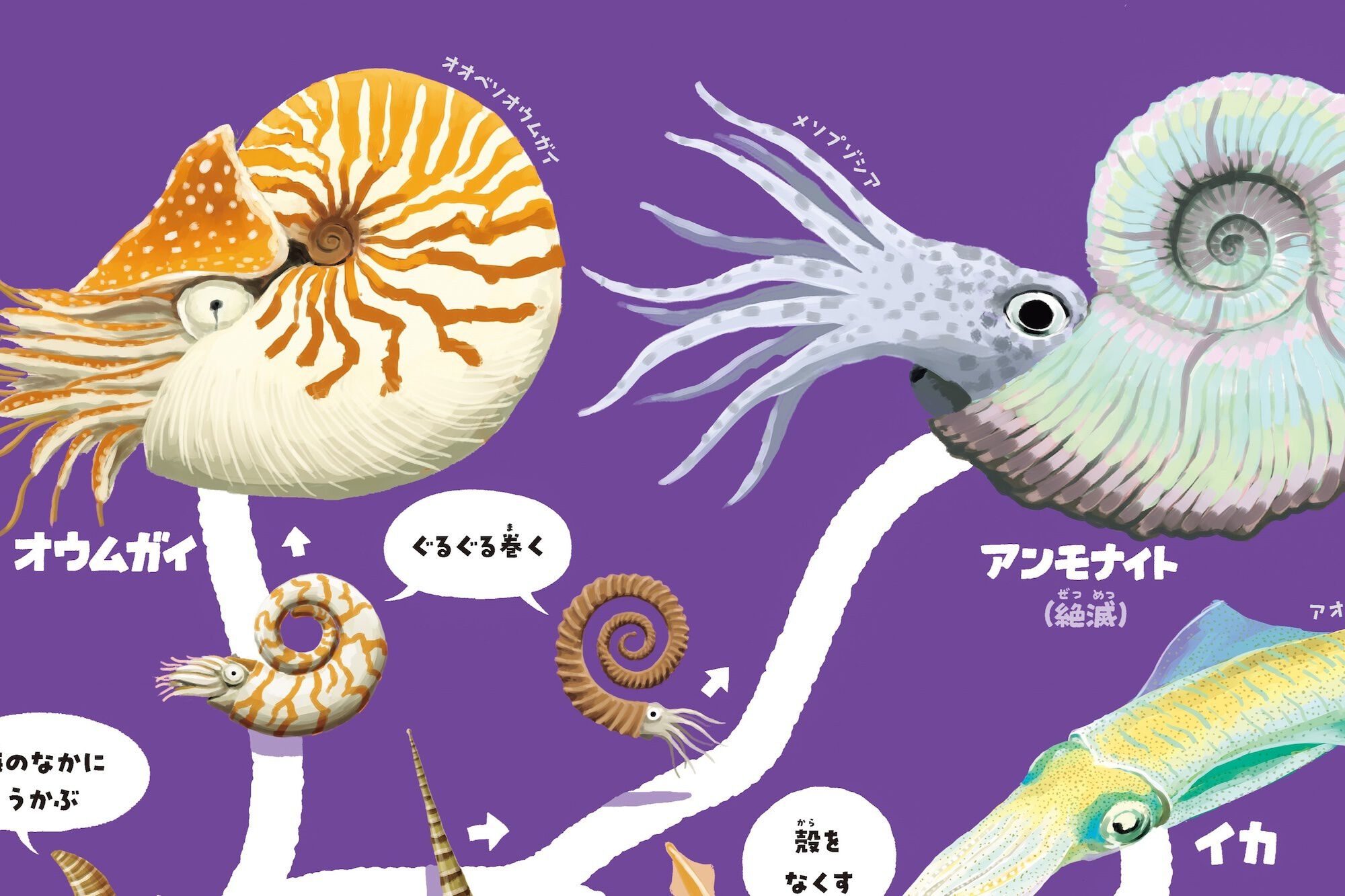 オウムガイとアンモナイトは何が違う？ 発売即重版の、生物の進化を