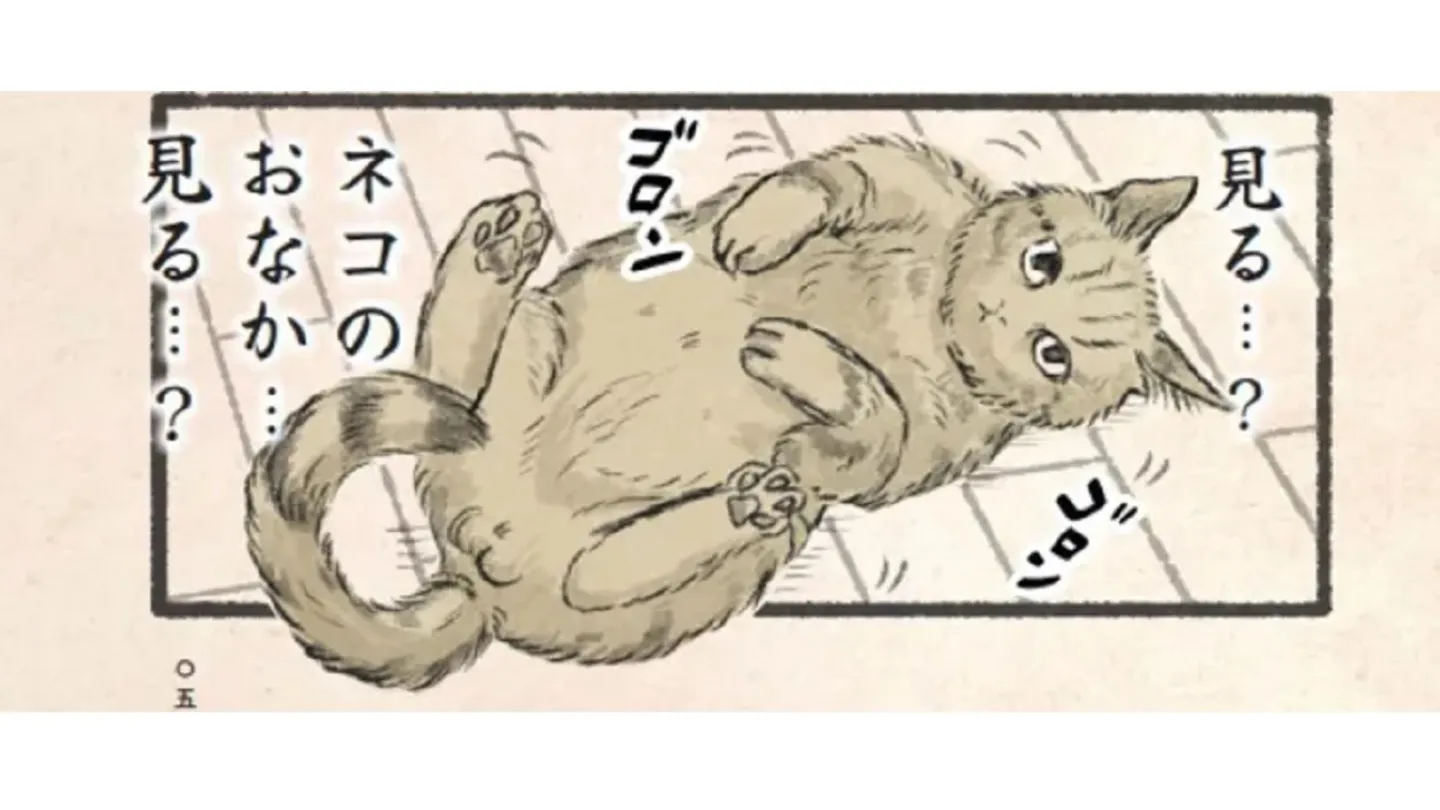  無防備なへそ天で誘惑するキジネコ様→“まさかの展開”？ そこに秘められたツンツン猫への愛とは？
