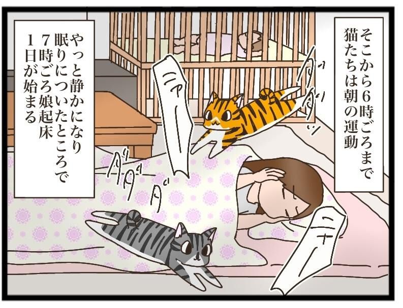 ねこねこネットワーク！ NNN（ねこねこネットワーク）の存在を確信しそうになった出来事