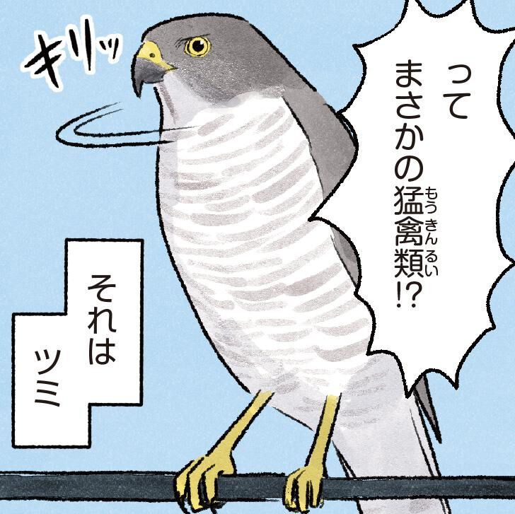 ハトかと思ったらまさかの猛禽類!? 幻と呼ばれる日本最小のタカ・ツミ