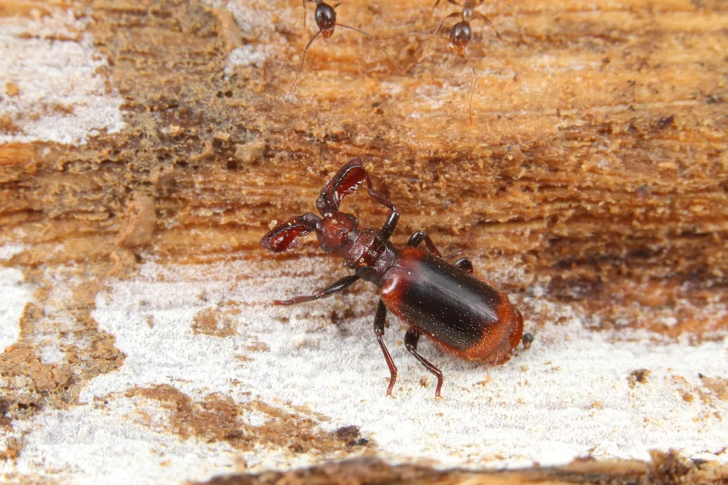 甲本さんが特にかわいらしいと注目した、タイのヒゲブトオサムシ。じつは丸山さんにとっても一番好きな蟻客だった。