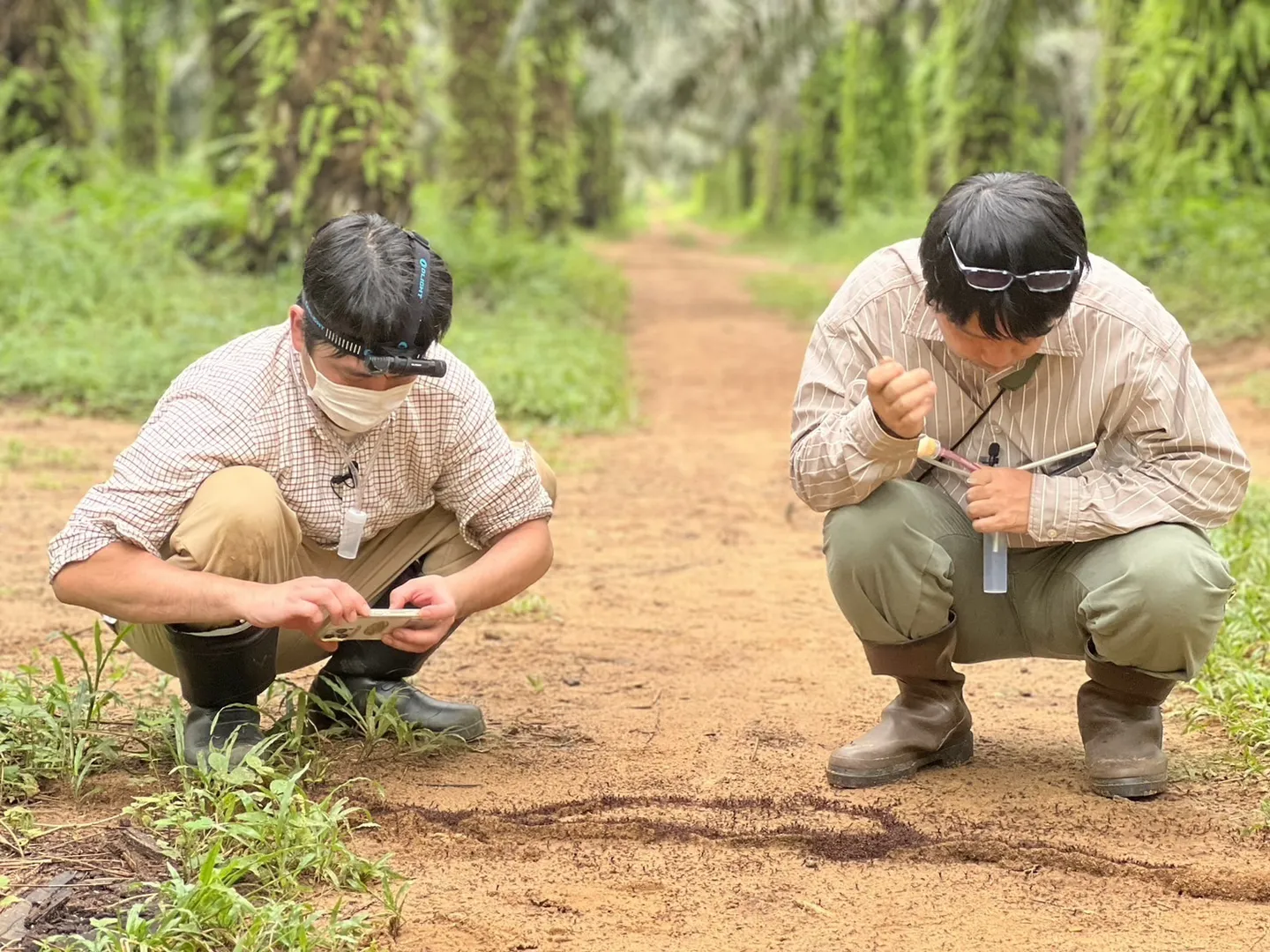 サスライアリの行列を観察する様子（ケニア）