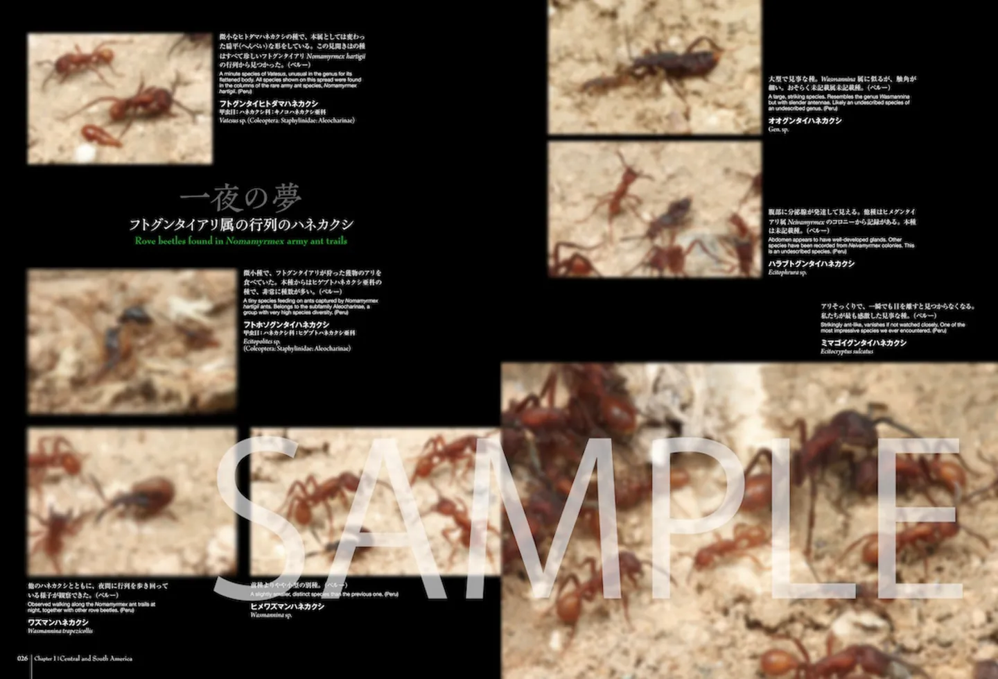 『蟻客 アリと共に生きる虫たち』Chapter1「中央・南アメリカ」より