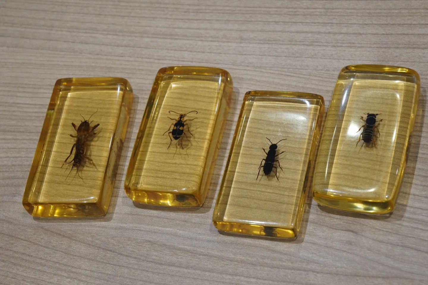 左からケラ、ミイデラゴミムシ、ハネカクシ2種（甲本さん自作の標本）