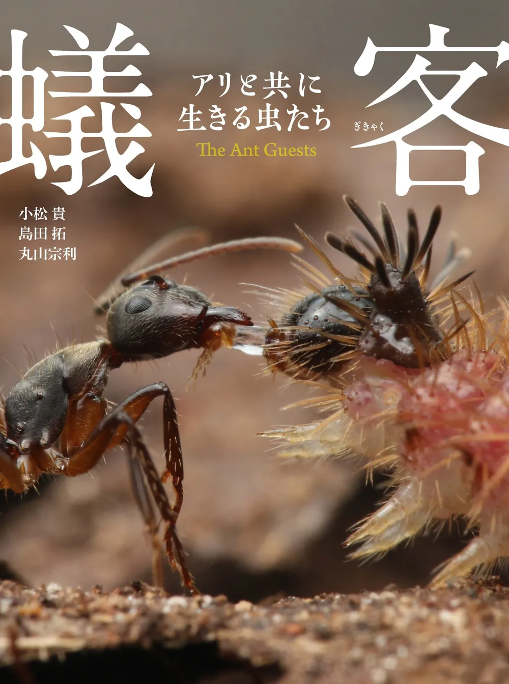 蟻客 アリと共に生きる虫たち