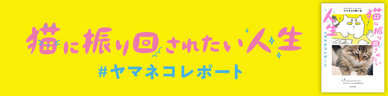 猫に振り回されたい人生　#ヤマネコレポート