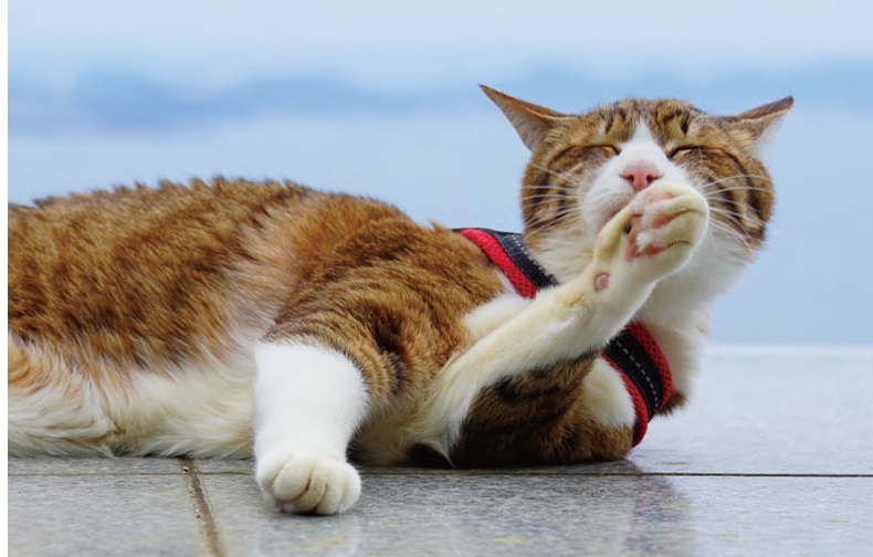 天性の“旅にゃんこ”とは？ 2匹のネコ「だいきち」と「ふくちゃん」が