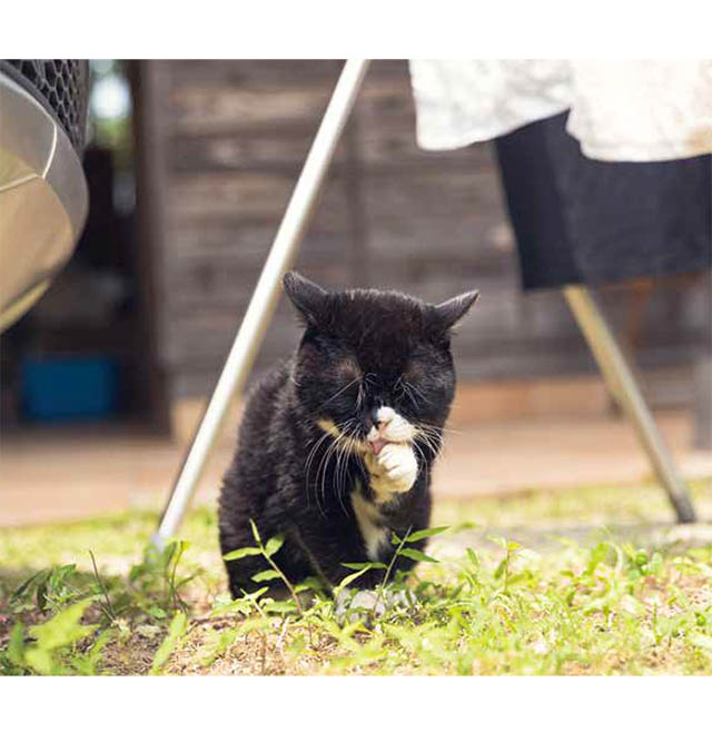 もんたの日常