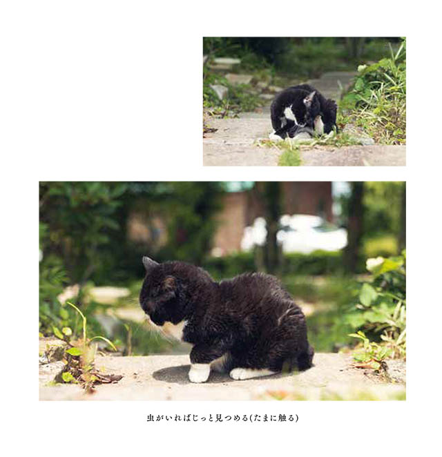 もんたの日常