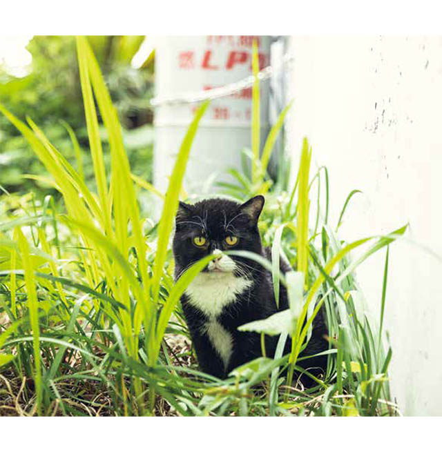 もんたの日常