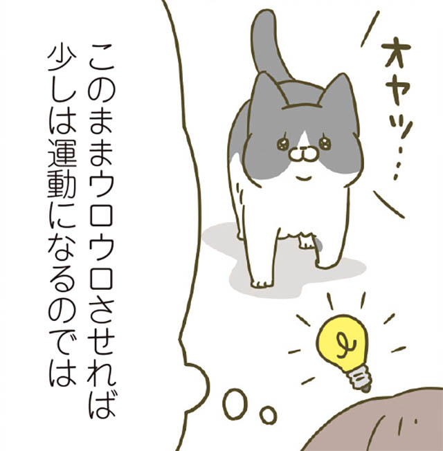 あきらめスピーディー】オヤツを欲しがるトンちゃん／うちの猫がまた変