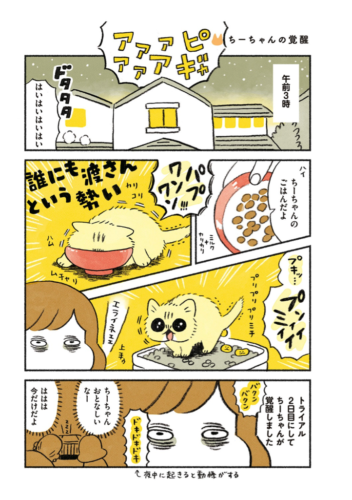 茶トラのやっちゃんとちーちゃん