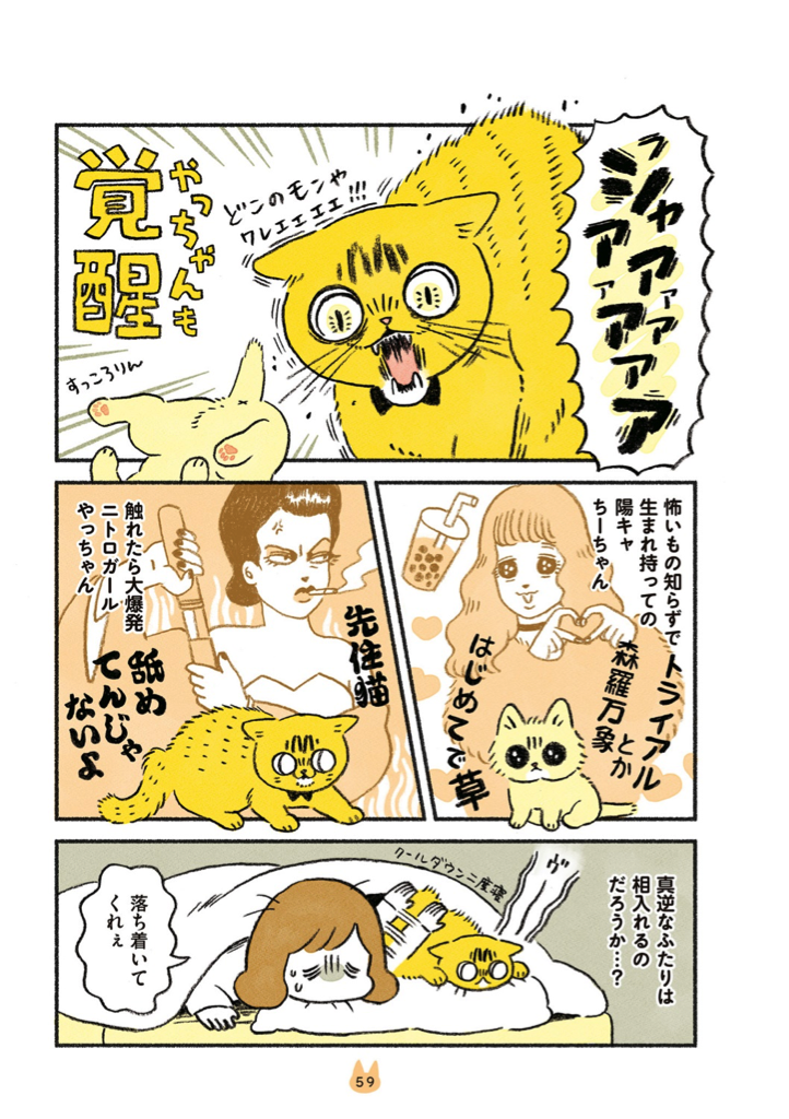 茶トラのやっちゃんとちーちゃん