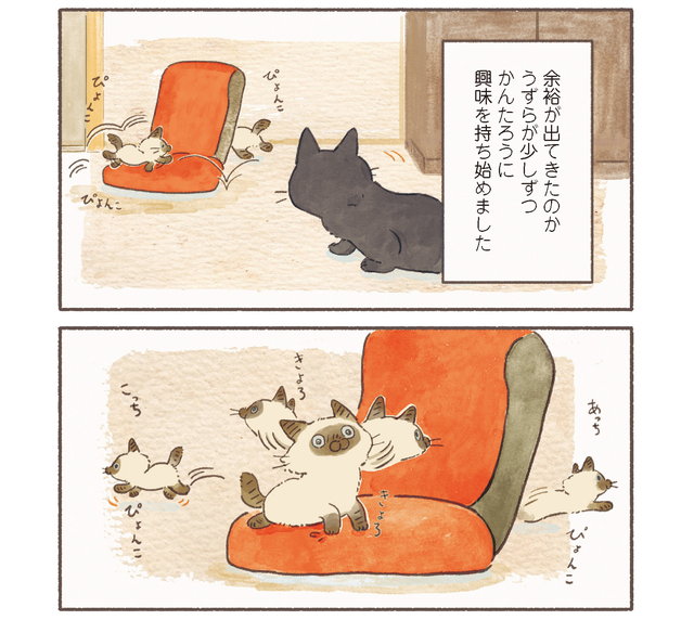 ねこ連れ草