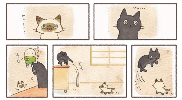 ねこ連れ草