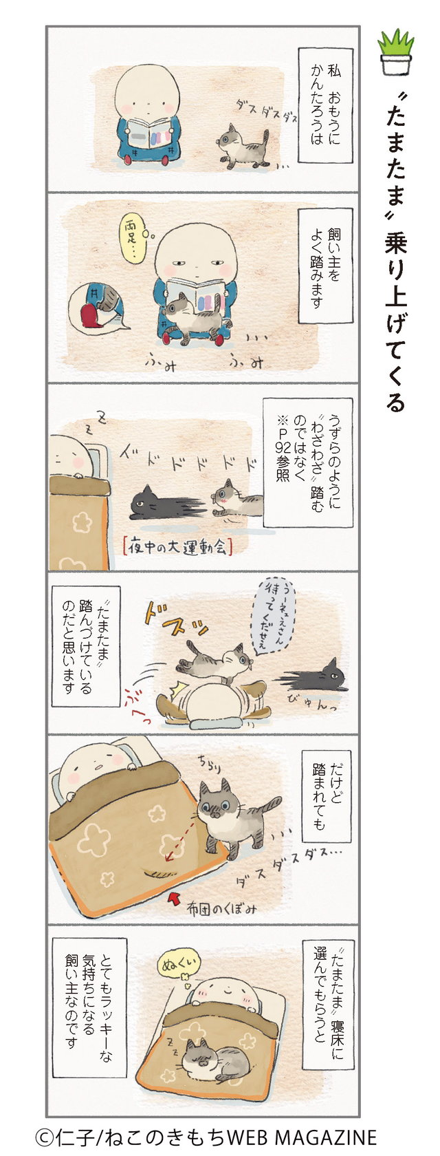 ねこ連れ草