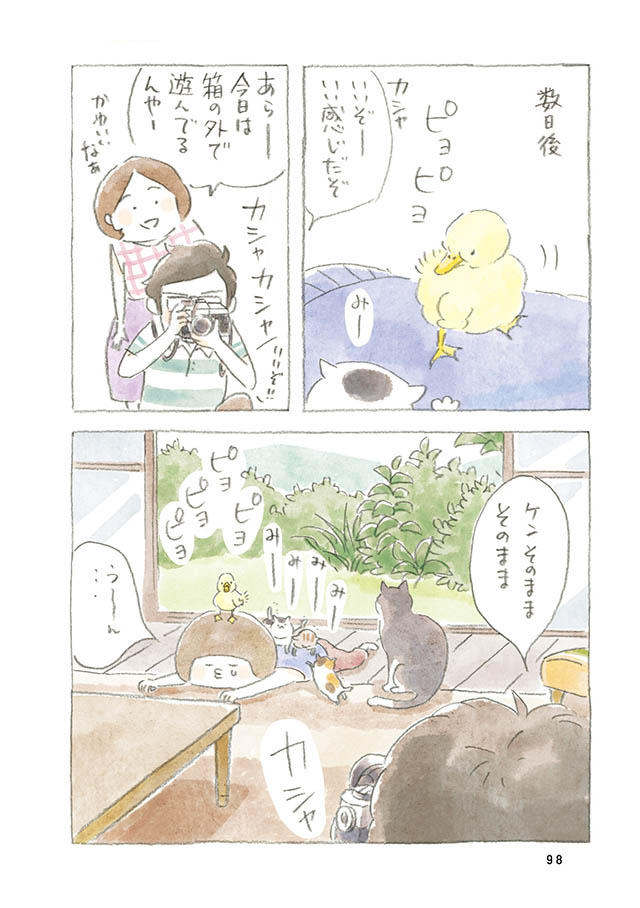 ケンちゃんと猫。ときどきアヒル
