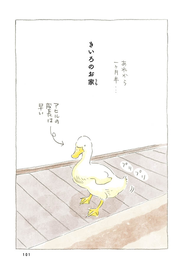 ケンちゃんと猫。ときどきアヒル