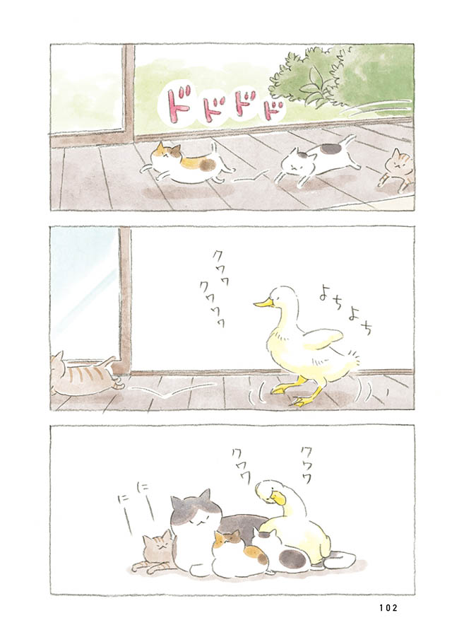 ケンちゃんと猫。ときどきアヒル