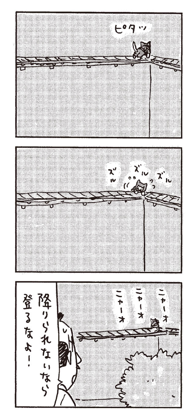 猫だからね