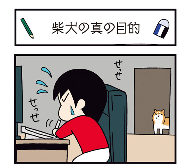 ドヤ顔柴犬どんぐり2