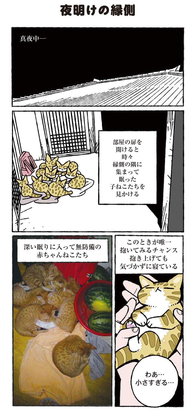 ねこ8匹分の幸せと暮らしています。