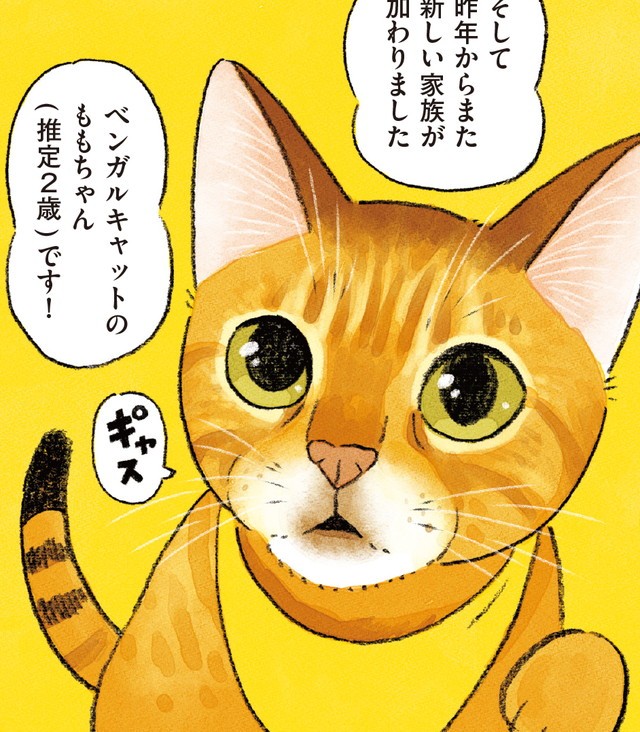 踏ん張り方を見習い中(茶トラ) 踏ん張り方を見習い中(茶トラ) ハイ