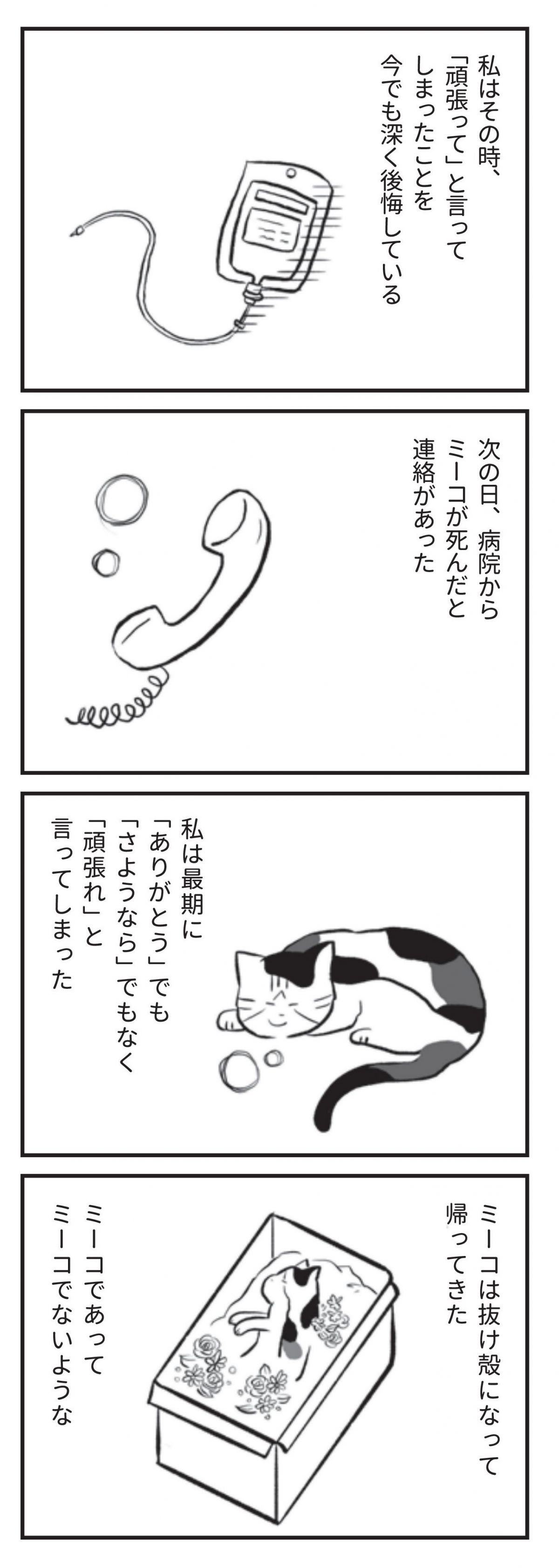 たまさんちのホゴネコ