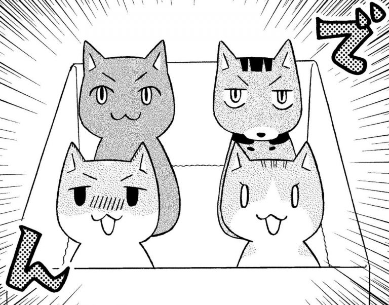どこかの猫好き sddefault.jpg