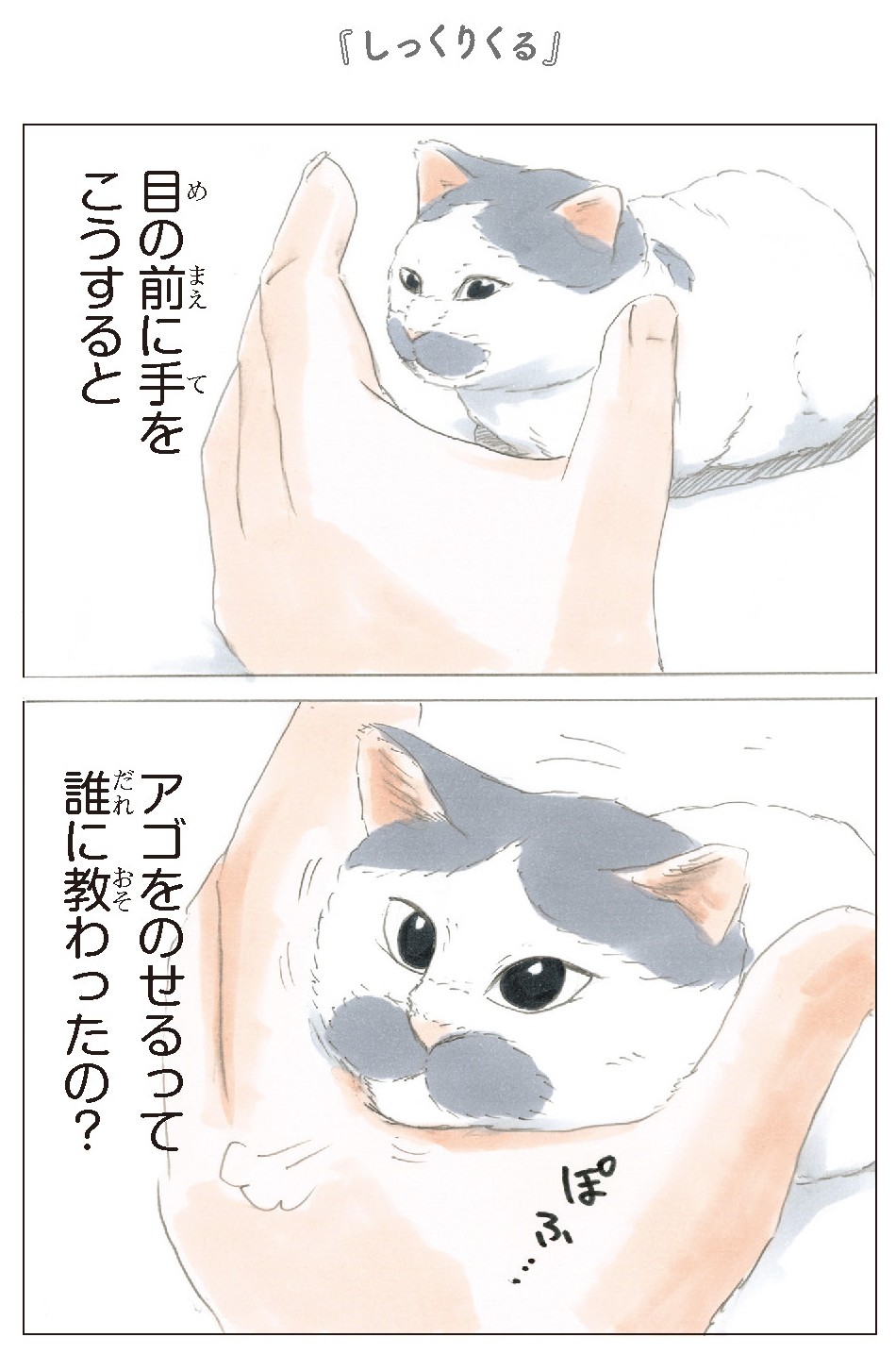 拾い猫のモチャ