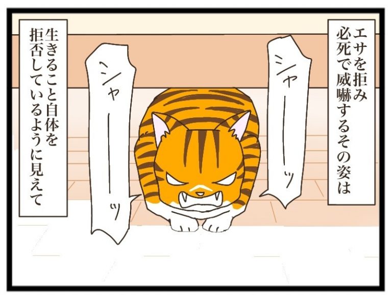 エサを食べず、生きることを拒否しているように見える子猫。小さな命を