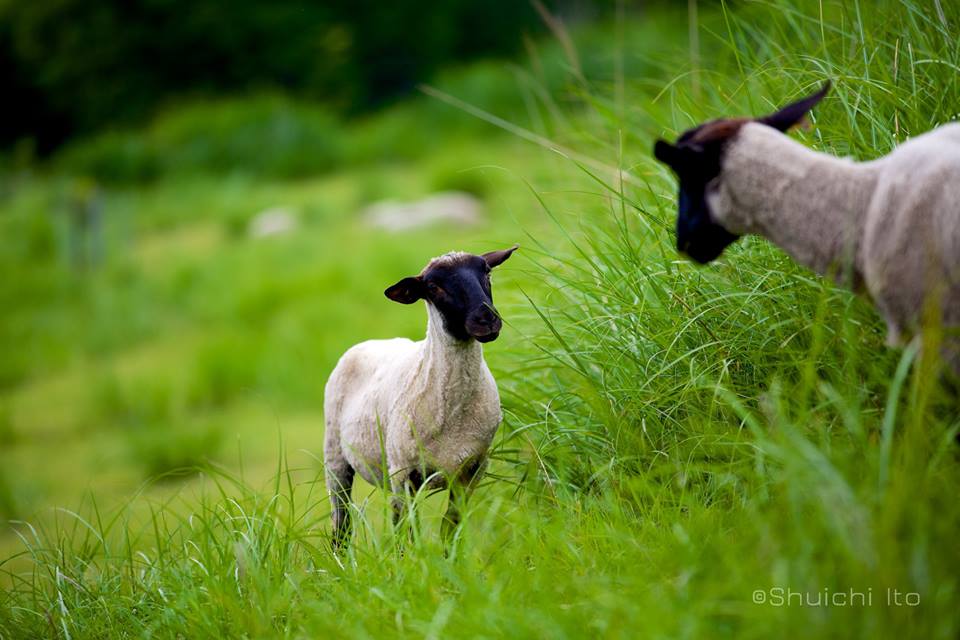 来年の干支 羊 の画像を東海大学が無料提供 ダ ヴィンチweb