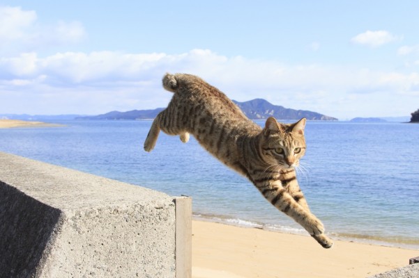 飛び猫