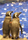 同性愛が割と普通！？　すみだ水族館の飼育員に聞くペンギンの驚くべき生態
