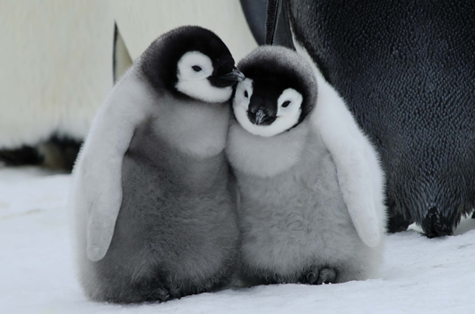 画像あり たまらなくかわいい フワフワしたペンギンの子ども ぬいぐるみのようなホッキョクグマの親子 極地で暮らす動物たちの日常 ダ ヴィンチニュース