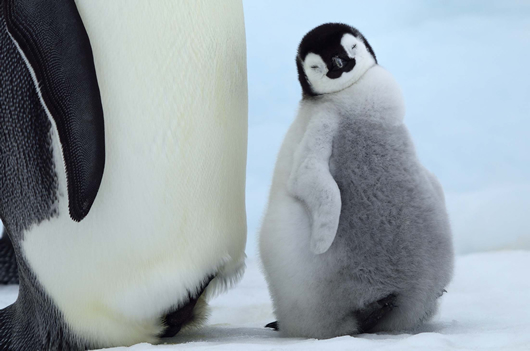 画像あり たまらなくかわいい フワフワしたペンギンの子ども ぬいぐるみのようなホッキョクグマの親子 極地で暮らす動物たちの日常 6枚目 全10枚 ダ ヴィンチニュース