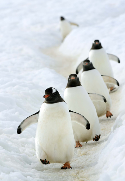 画像あり たまらなくかわいい フワフワしたペンギンの子ども ぬいぐるみのようなホッキョクグマの親子 極地で暮らす動物たちの日常 ダ ヴィンチweb