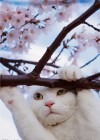 これは見に行くしかないニャ！世界のネコたちに出会える岩合光昭の“ネコ”写真展