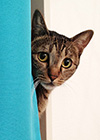 【猫の日特別企画】あの人気猫マンガの猫さんの写真集めました！ニャアアアン！