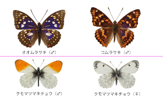 もしも 四季折々に舞うチョウが美少女だったなら 昆虫学者も感動した 美ちょうちょ図鑑 ダ ヴィンチニュース