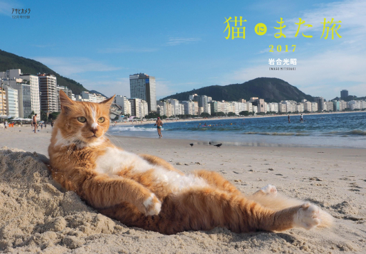 まるで人間のようにビーチに寝そべる イケメン猫 アサヒカメラ