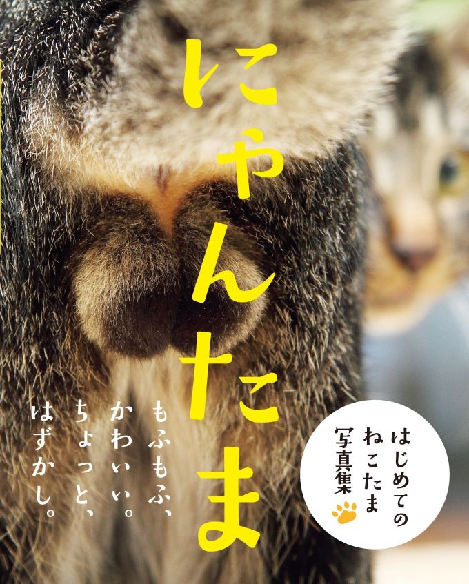 猫の ポロリ ショット クリームパンのような おてて 猫好きが悶絶する最新ねこ本5冊 2月22日は猫の日 ダ ヴィンチニュース